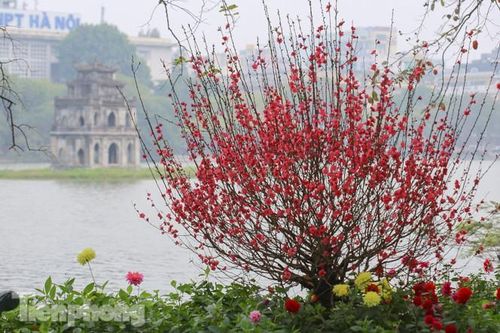 Đào bung sắc bên những thảm hoa rực rỡ quanh hồ Hoàn Kiếm ngày cận Tết