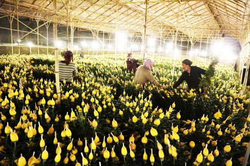 Đà Lạt: Trắng đêm thu hoạch hoa Tết chở về xuôi, công cắt hoa tăng gấp 3 lần
