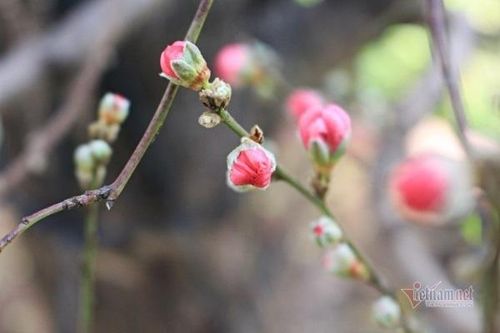 Bài cúng tất niên chiều 30 Tết Giáo sư Lương Ngọc Huỳnh