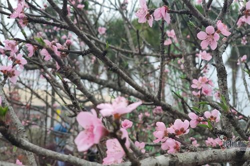 Chợ chiều 27 Tết: Đào bung, quất héo khắp nơi báo ế