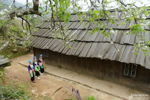 Ngắm mùa Xuân trên mái lợp pơ mu nơi rẻo cao Nghệ An