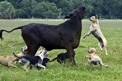 Những bức ảnh siêu ngộ nghĩnh về các loài động vật