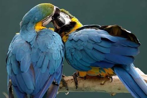 Xem động vật tình tự ngày Valentine