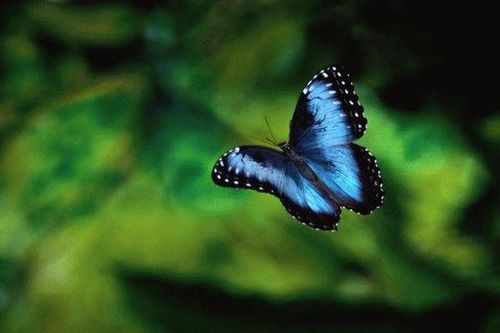 Ảnh đẹp về cuộc sống trong rừng mưa nhiệt đới