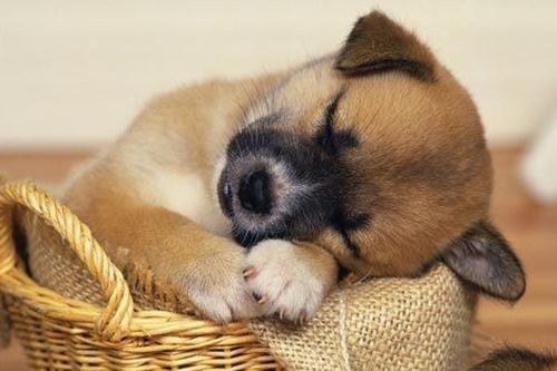 Những điều ít người biết về thế giới động vật (phần I)