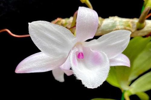 Nghệ nhân Phan Thanh Lương hướng dẫn mọi người trồng hoa lan đột biến đúng cách