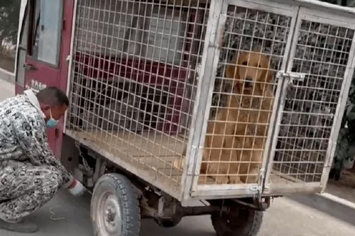 Mua lại con chó sắp bị đưa tới lò mổ, 2 ngày sau người đàn ông nhận lại món quà tuyệt vời từ con vật