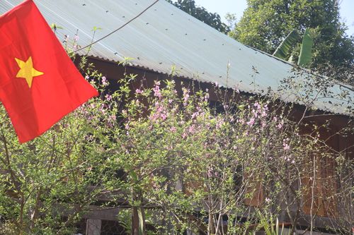 Đào, mận khoe sắc, vùng biên thôn Vịn nhộn nhịp vào tết