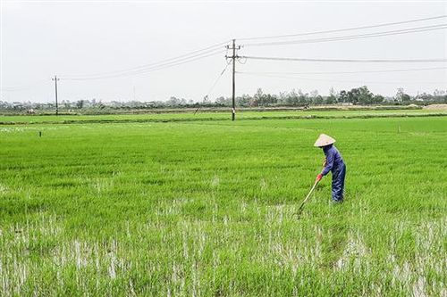 Tập trung phòng, chống dịch bệnh trên cây trồng