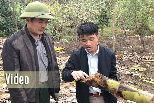 Sớm khắc phục tình trạng chuối chết tại xã Tri Phú