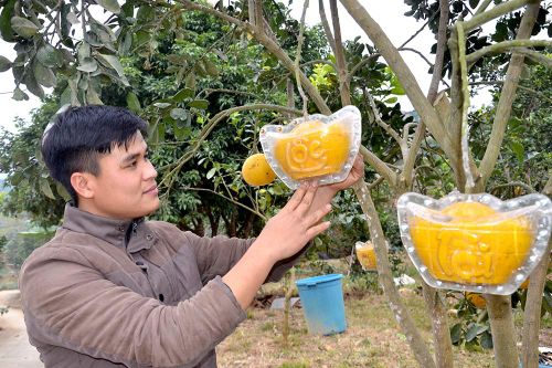 Tạo hình cho quả bưởi Tết