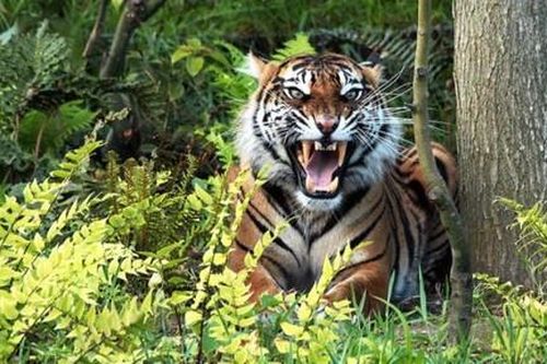Hổ sổng chuồng ở Indonesia, vồ chết nhân viên vườn thú