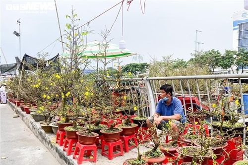 Quặn lòng thương đào, mai, quất Tết này