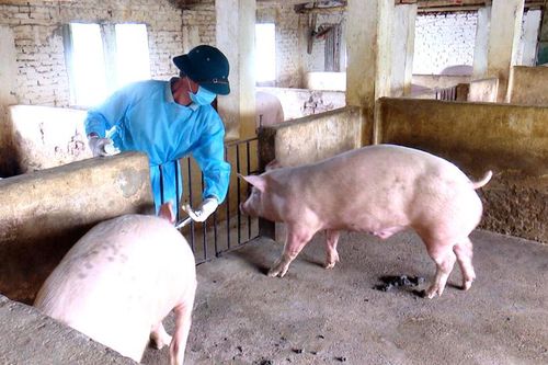 Bước tiến phòng, chống bệnh Dịch tả lợn châu Phi