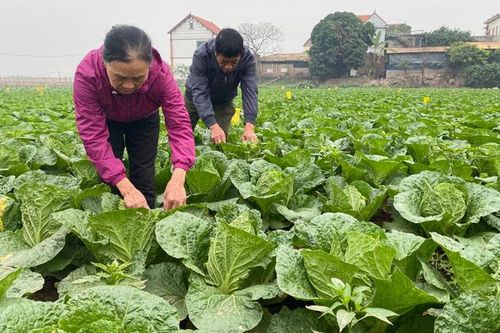 Giá rau xanh vùng sản xuất giảm mạnh - chợ dân sinh vẫn cao