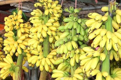 Chuối ngự Đại Hoàng