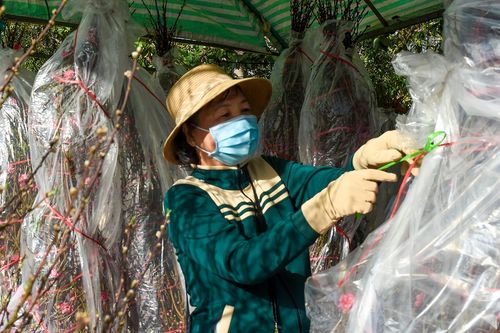Hãm hoa đào bằng túi nylon
