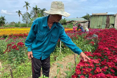 Quảng Ngãi: Liên tiếp xảy ra sự việc kẻ gian phá hoại hoa Tết của nông dân