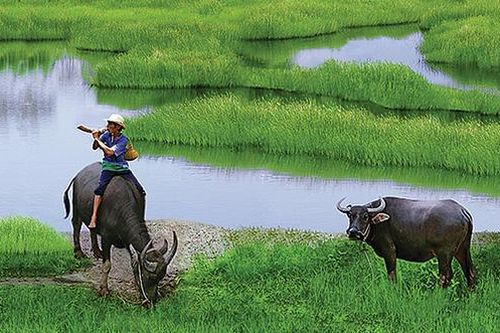 Lễ tiến Xuân ngưu của người Việt xưa