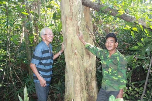 Chung tay gìn giữ 'báu vật xanh' của làng