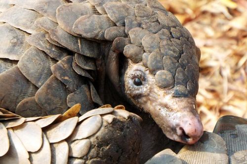 Tìm thấy điểm tương đồng giữa SARS-CoV-2 và virus corona ở tê tê
