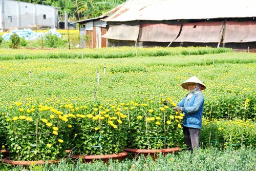 Giữ danh nghề trồng hoa Gò Vấp