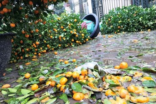 Đào, quất đổ như ngả rạ sau một trận mưa gió, người bán 'kêu trời'