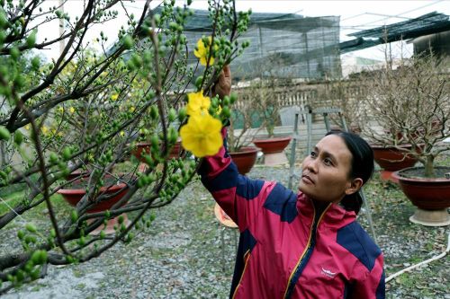 Chăm mai vàng thượng hạng chuyển ra Hà Nội