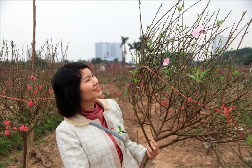 Rừng đào trong thành phố