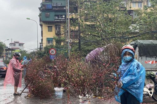 Mưa kéo dài, đào, quất thê thảm rớt giá