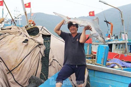 Cận Tết, tàu tấp nập về cảng, cá đầy ắp khoang, giá hải sản chỉ tăng nhẹ