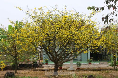 Hai cây mai cổ thụ tiền tỉ ở Đồng Tháp