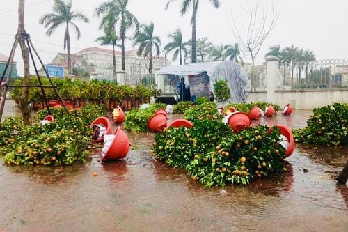 Mưa lớn 28 Tết, quất đào ngã đổ, tiểu thương Hà Tĩnh 'khóc ròng'