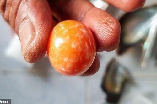Ngư dân bị bắt vì mở tiệc ma túy ăn mừng tìm thấy viên ngọc trai 8 tỉ