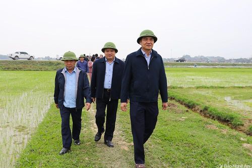 Khẩn trương xử lý các đối tượng sâu bệnh hại lúa xuân