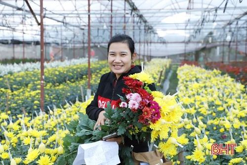 Hoa cúc 'made in Hà Tĩnh' vừa lòng khách hàng chưng tết