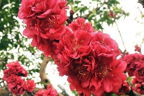 Đào thất thốn cổ mốc thếch 'hóa' hàng độc ở chợ hút đại gia chi tiền 'khủng'