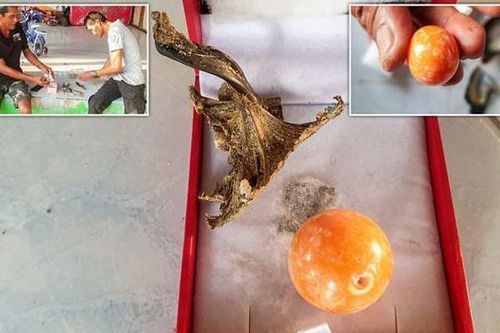 Sau giấc mơ 'lạ', ngư dân tìm thấy viên ngọc trai màu cam giá gần 8 tỷ