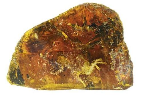 Chim hóa thạch còn nguyên móng, lông trong miếng hổ phách gần 100 triệu năm