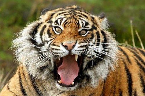 Hổ cái xé xác 'người tình' vì ghen