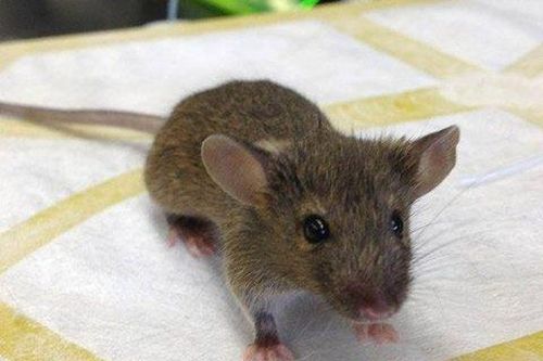 Chuột biến đổi gene biết... dò mìn