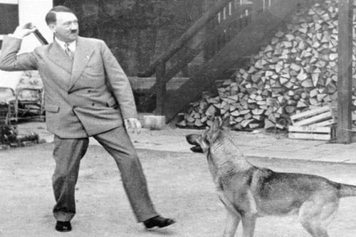 Khám phá chú chó cưng được Hitler yêu chiều hơn cả tình nhân