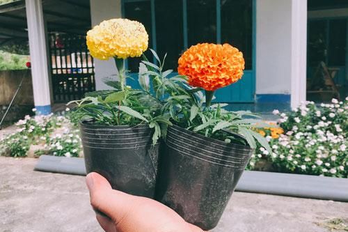 Mẹ dặn ra chợ mua cặp bông về chưng Tết, thanh niên hí hửng mua hẳn 2 chậu hoa hết có 10 ngàn đồng nhưng lại khiến dân mạng cười rơi rụng vì khích thước siêu mini