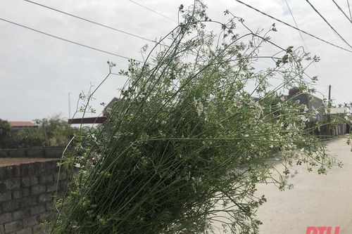 Thoáng hương nước mùi già ngày cận tết