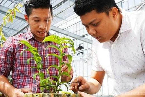 Cận cảnh vườn lan đột biến hàng chục tỷ ở Cần Thơ