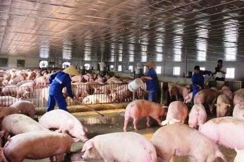 Giá nông sản, thực phẩm giảm mạnh ngày cận Tết