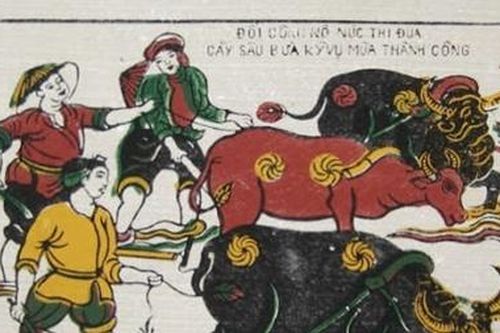 Đón Tết năm trâu, rủ nhau đụng lợn