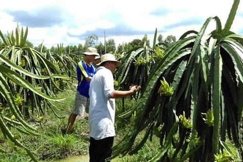 Trồng cây thanh long theo hướng hữu cơ