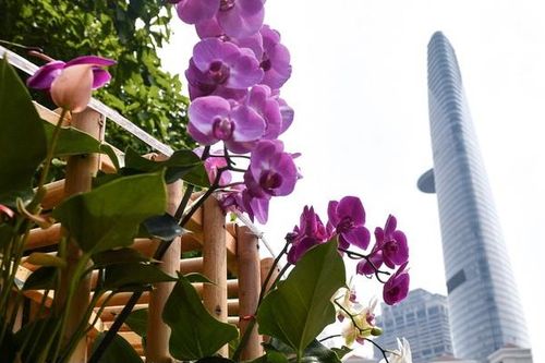 TP.HCM kêu gọi 'giải cứu' hoa Đà Lạt