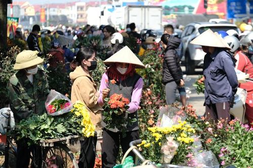 Làng hoa Mê Linh nhộn nhịp trở lại những ngày cận Tết